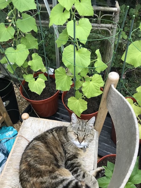 Guard cat on duty in the greenhouse